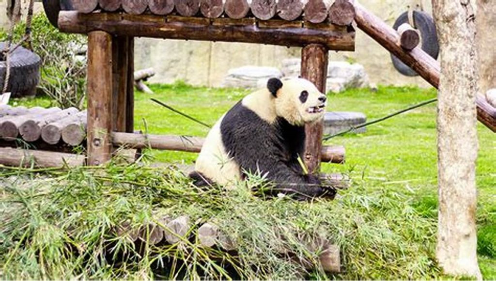 Vintage Camper Touraine Zooparl beauval